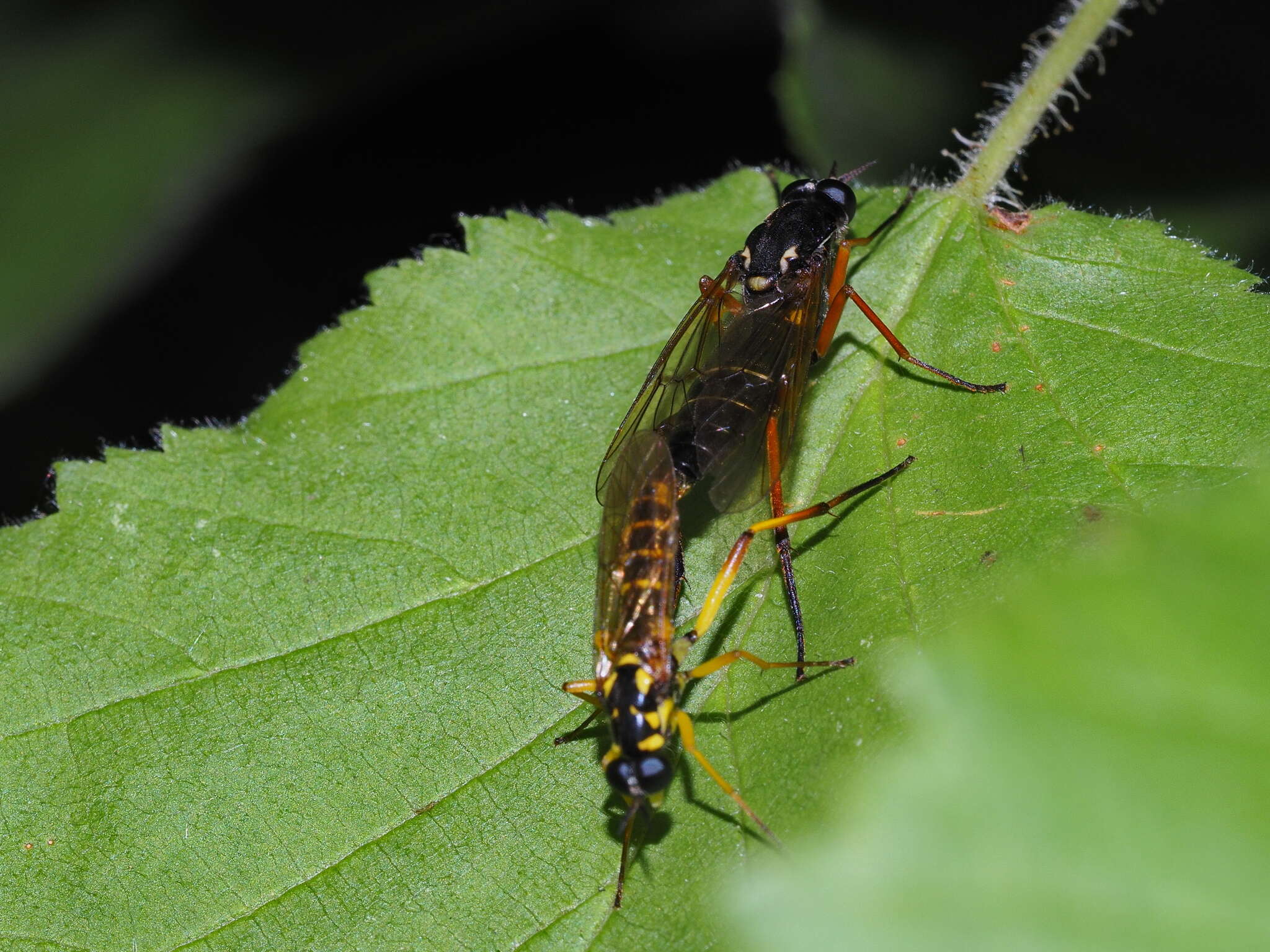 Image of Xylomya ciscaucasica (Pleske 1928)