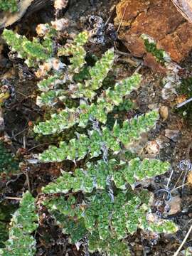 Image of Coville's lipfern