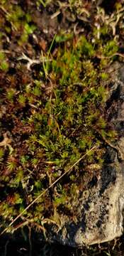 Image of tortula moss