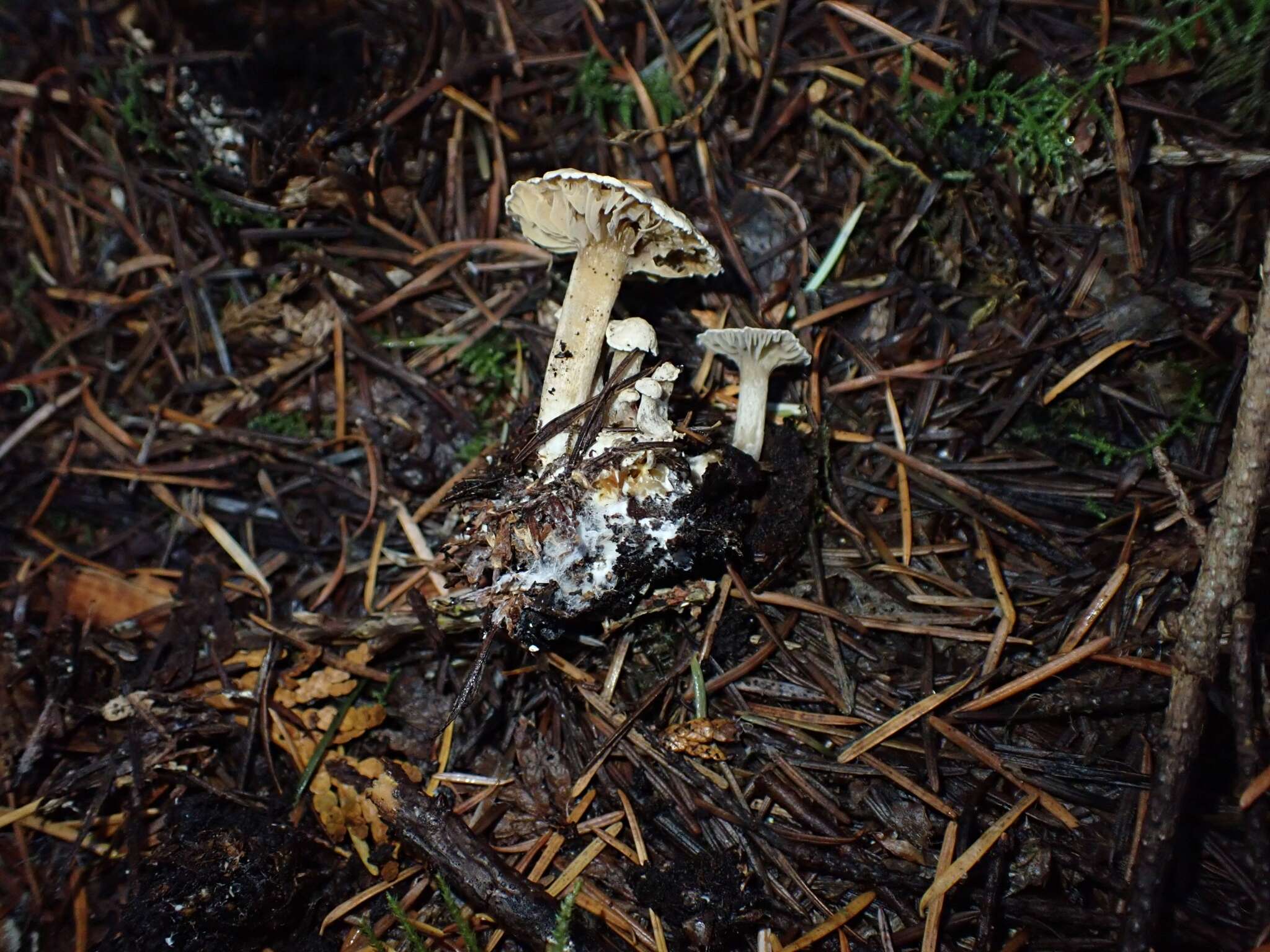 Image of Clitocybe sclerotoidea (Morse) H. E. Bigelow 1958