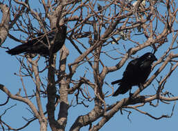 Imagem de Corvus coronoides Vigors & Horsfield 1827