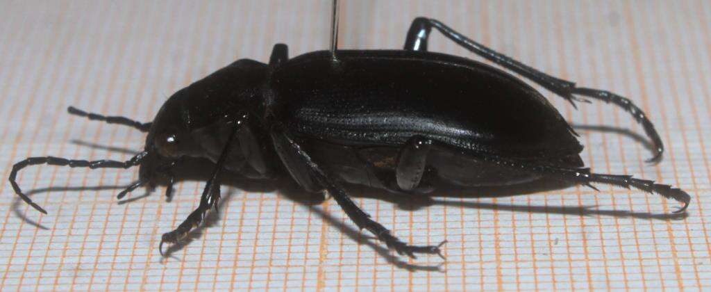 Imagem de Calosoma (Carabosoma) peregrinator Guérin-Méneville 1844