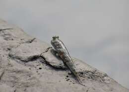 Image of Pearse's mudskipper