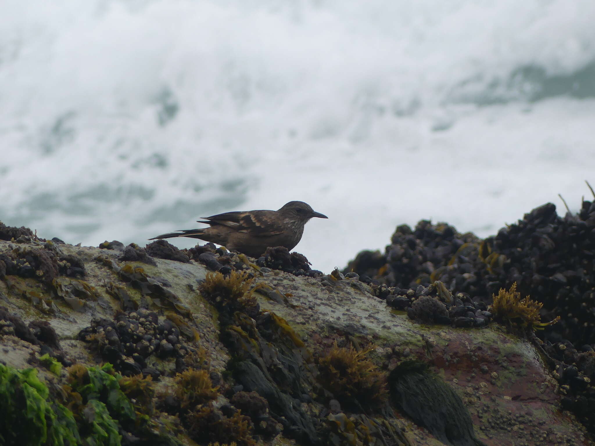 Image of Peruvian Seaside Cinclodes