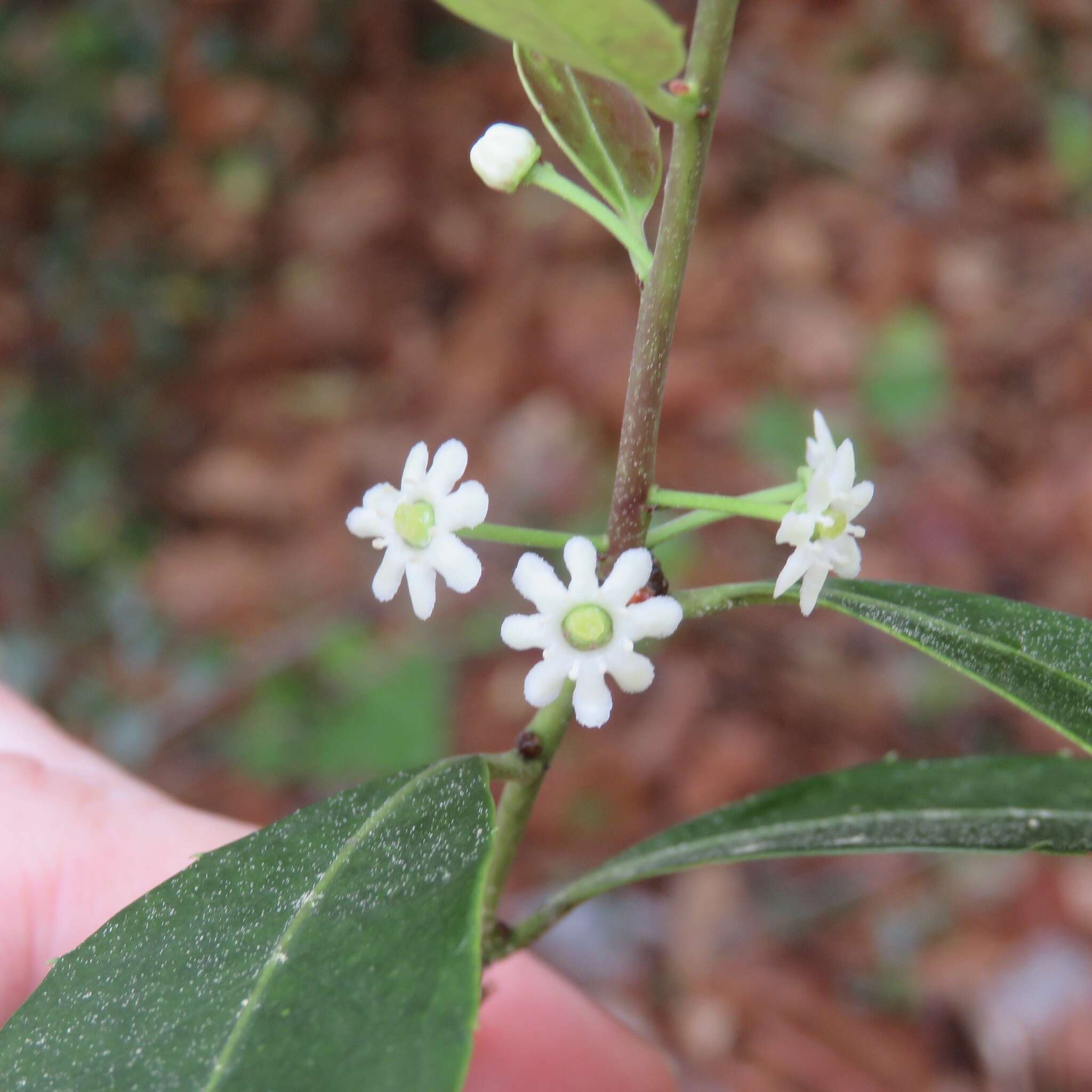 Image of large gallberry