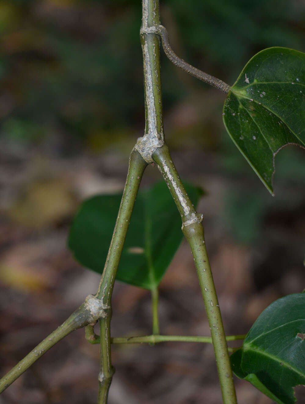 Image de Cissus oblonga (Benth.) Planchon