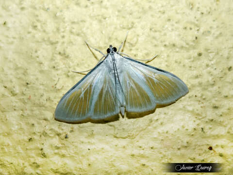 Image of Satin White Moth