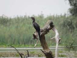 Image of Pygmy Cormorant