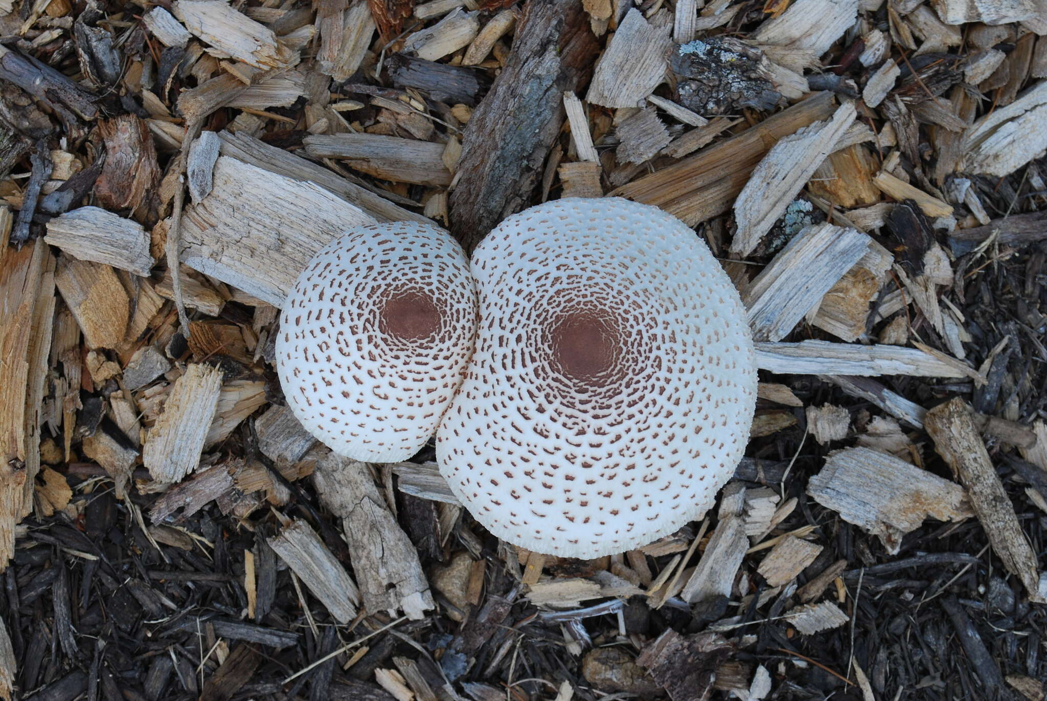 Image of Leucoagaricus americanus (Peck) Vellinga 2000