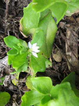 Image de Scaevola gracilis Hook. fil.