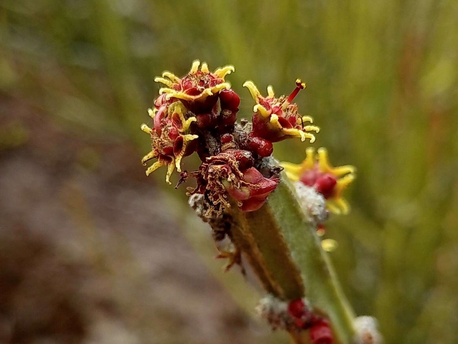 Sivun Euphorbia phosphorea Mart. kuva