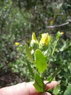 Image of Osteospermum moniliferum subsp. pisiferum (L.) J. C. Manning & Goldblatt