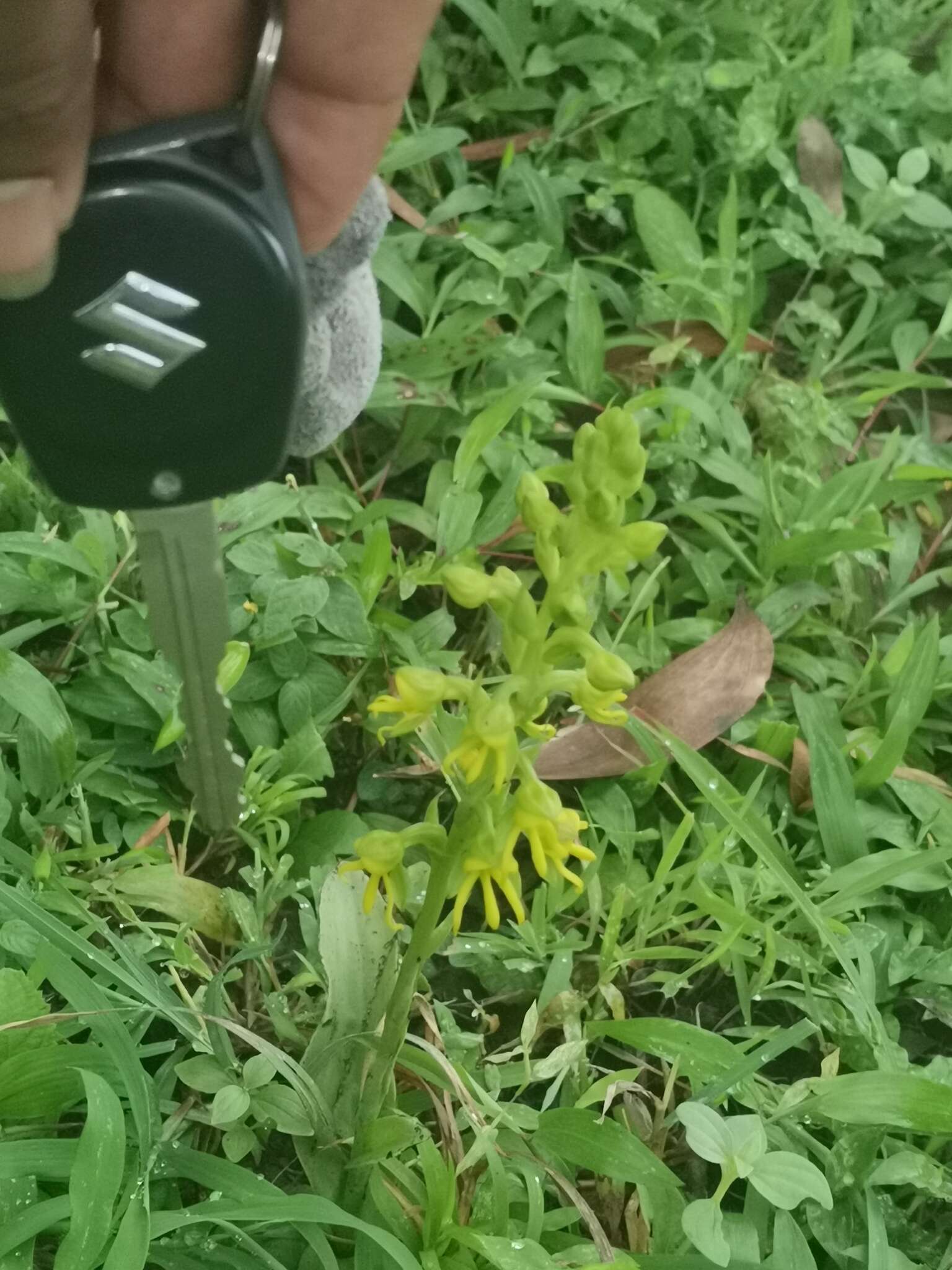 Habenaria marginata Colebr. resmi