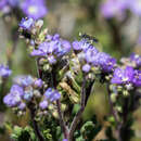 Image of Andrena palpalis Timberlake 1951