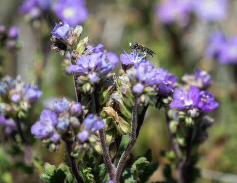 Image of Andrena palpalis Timberlake 1951