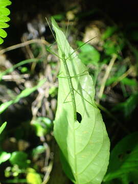 صورة Ocnophiloidea