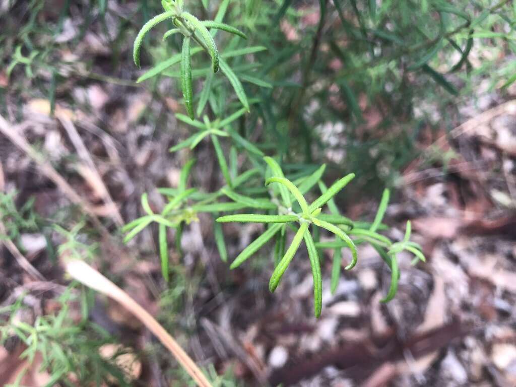 Image of Westringia eremicola A. Cunn. ex Benth.