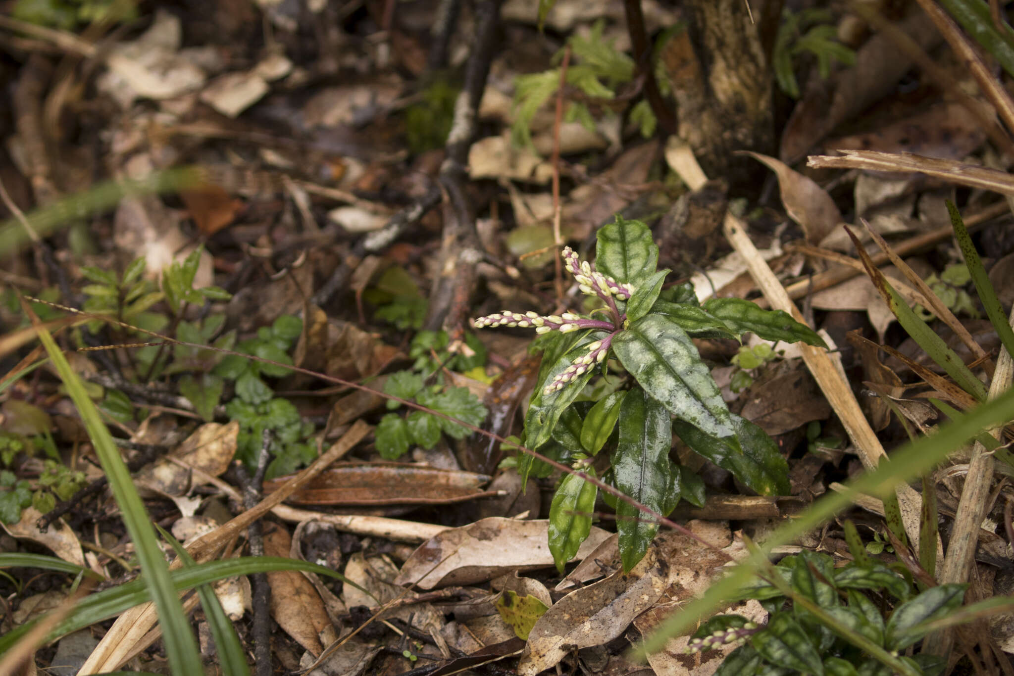 Image of Polygala arcuata Hayata