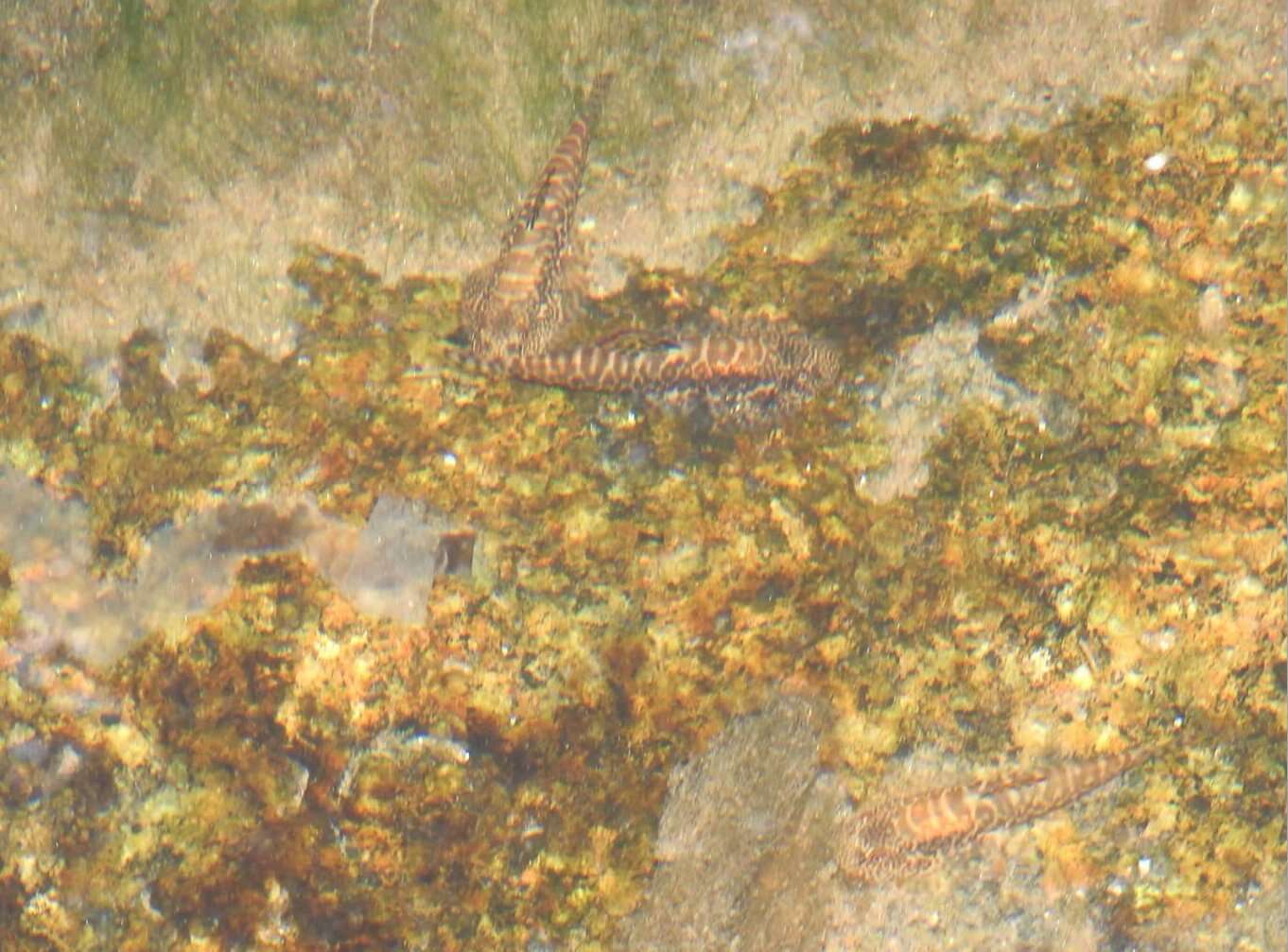 Image of Sucker-belly loach