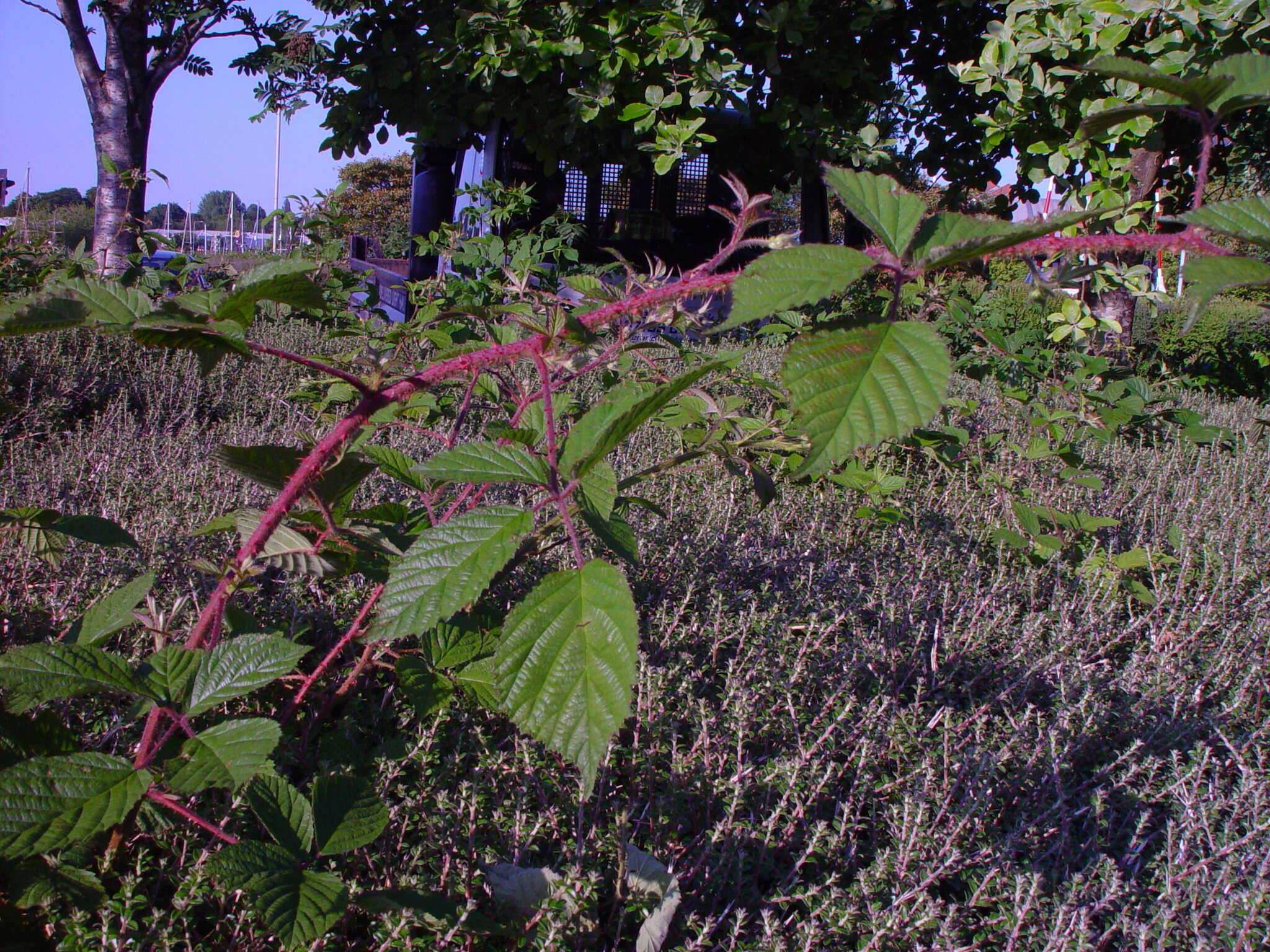 Image of Rubus dasyphyllus (Rogers) Rogers