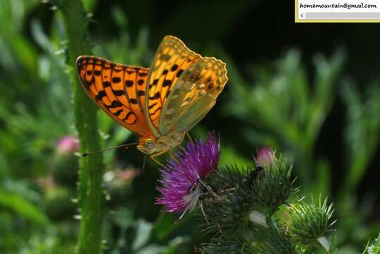 Image of <i>Argynnis vorax</i>