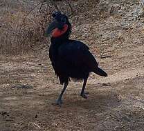 Image of Abyssinian Ground Hornbill