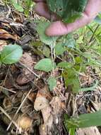 Image of largeroot morning-glory