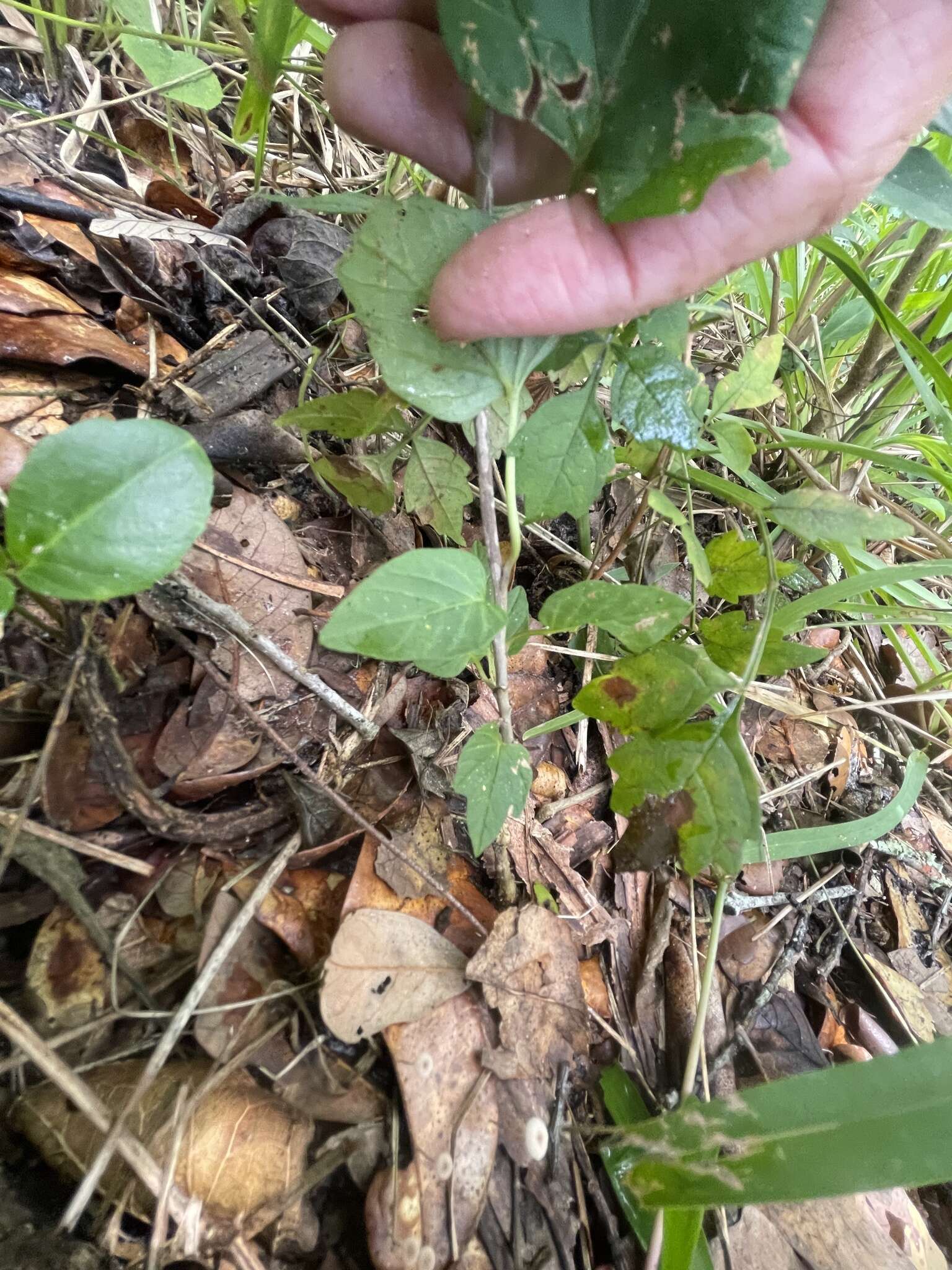 Image of largeroot morning-glory