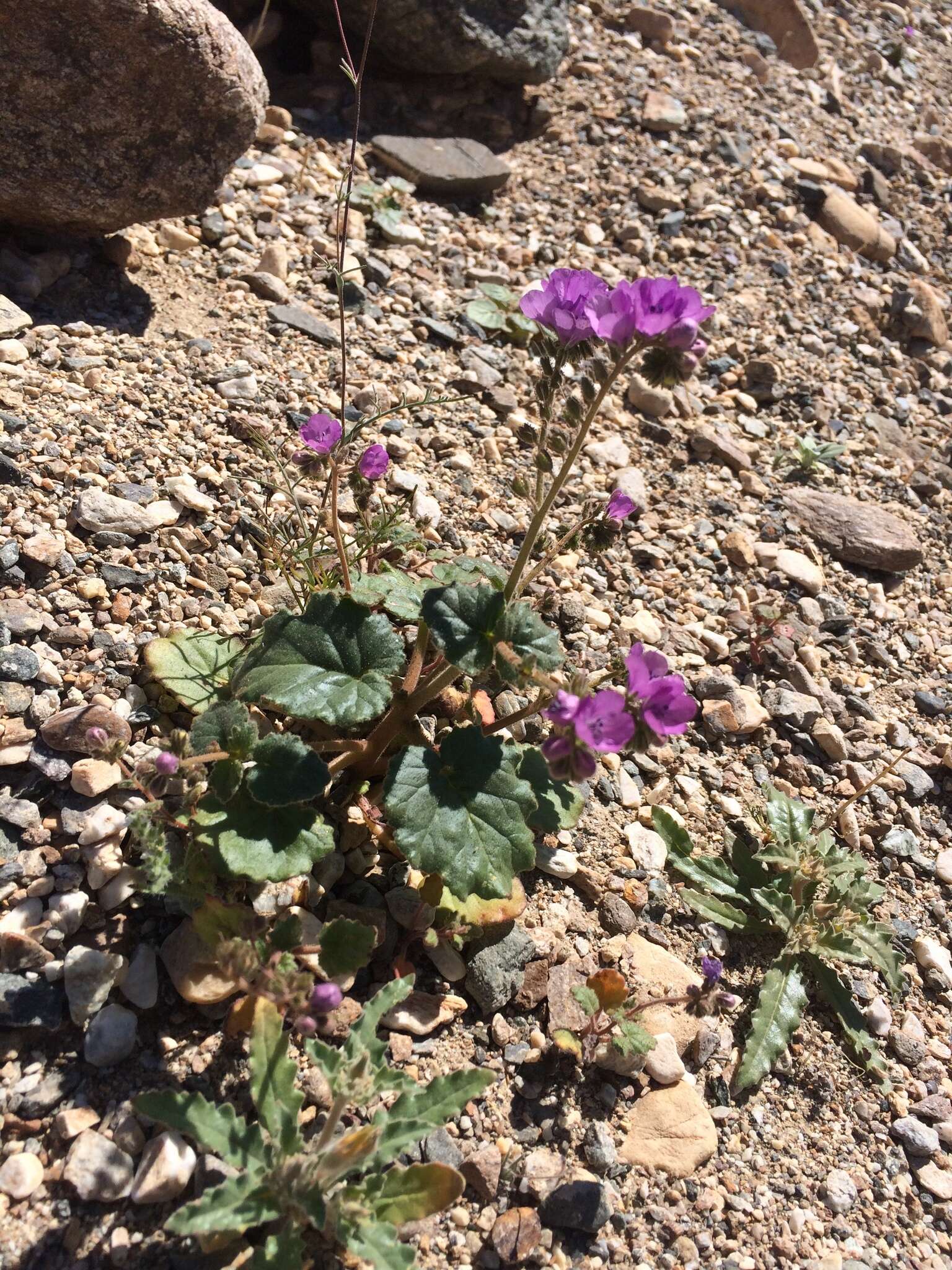 Image of calthaleaf phacelia