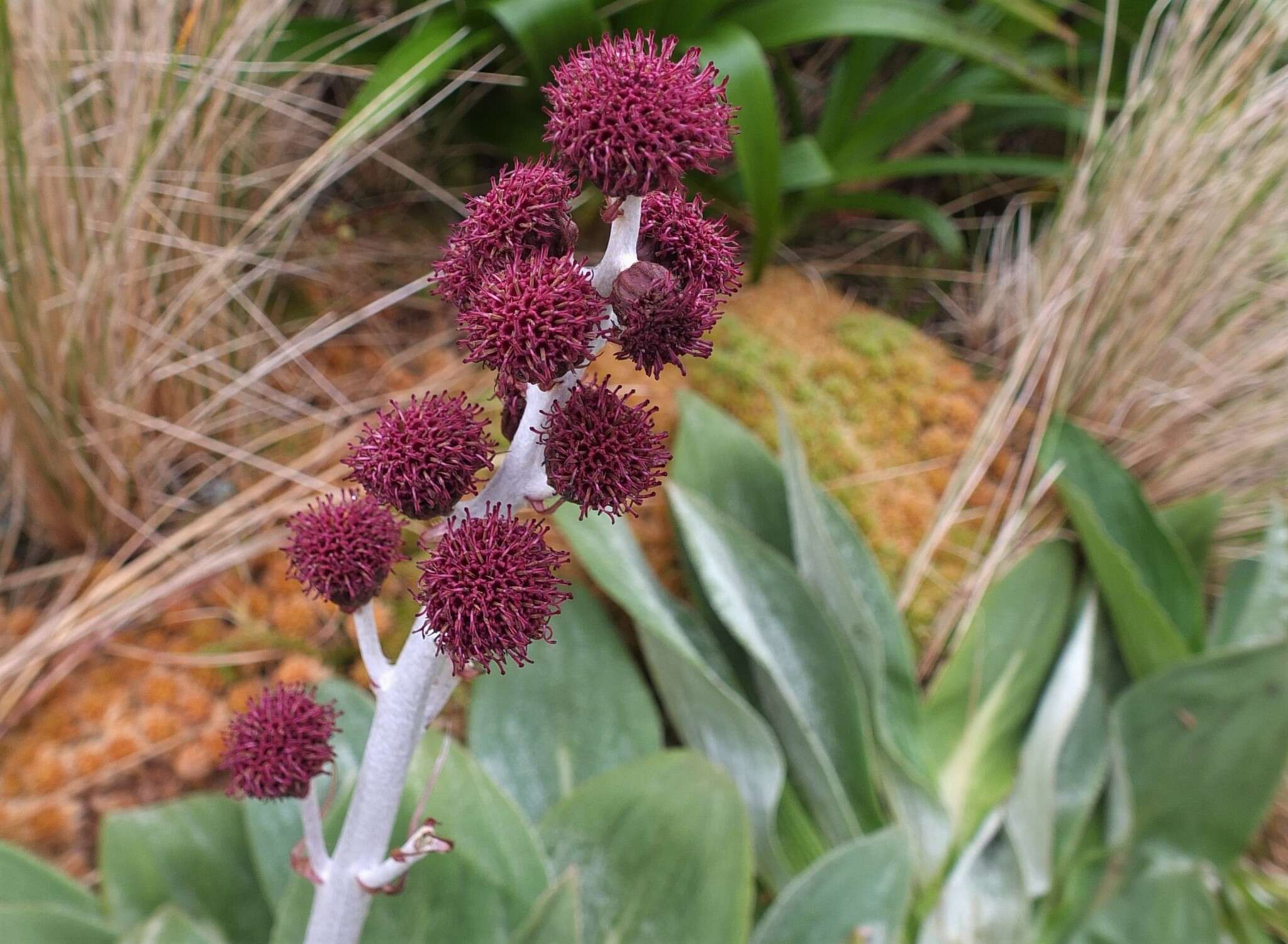 Image of Pleurophyllum hookeri J. Buch.