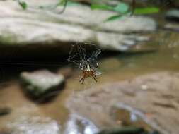 Image of Spotted Orbweaver