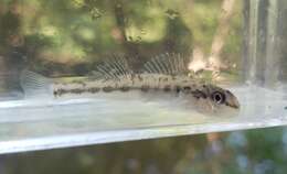 Image of Channel Darter