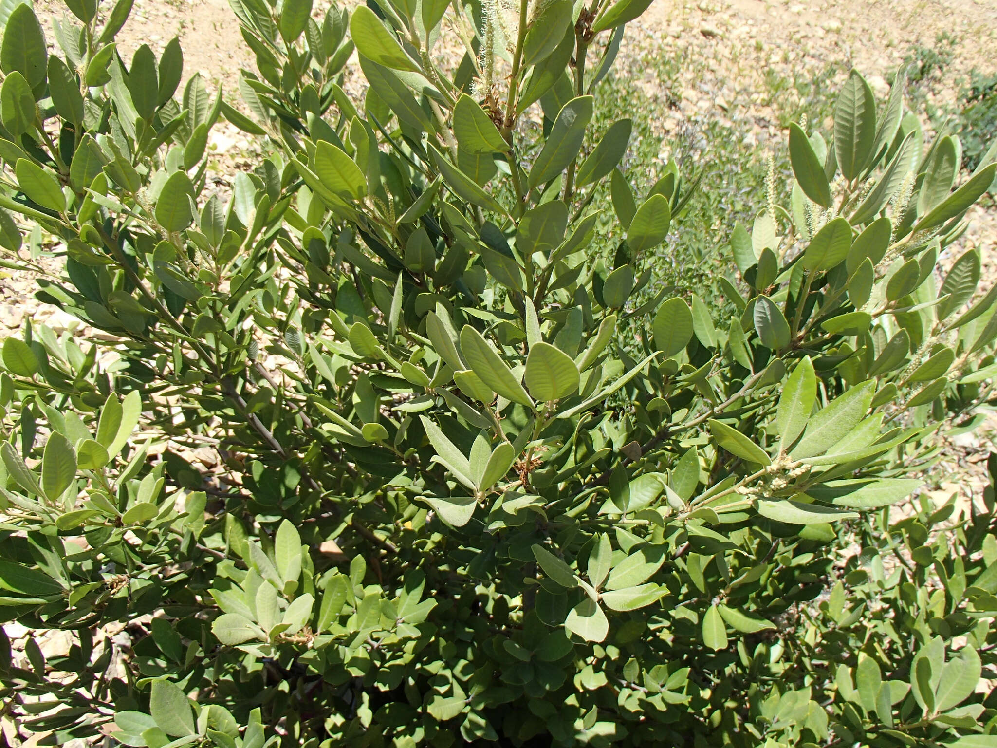 Imagem de Notholithocarpus densiflorus var. echinoides (R. Br. ter) Manos, Cannon & S. H. Oh