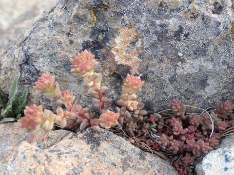 Image de Sedum rupicola G. N. Jones