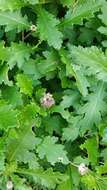 Image of Argyranthemum pinnatifidum subsp. succulentum (Lowe) Humphr.