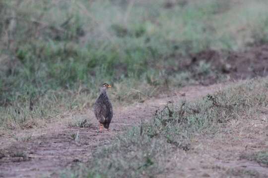 Image of Heuglin's Spurfowl