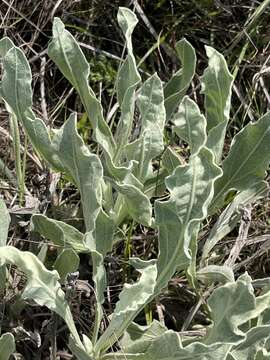 Image of Helichrysum acutatum DC.