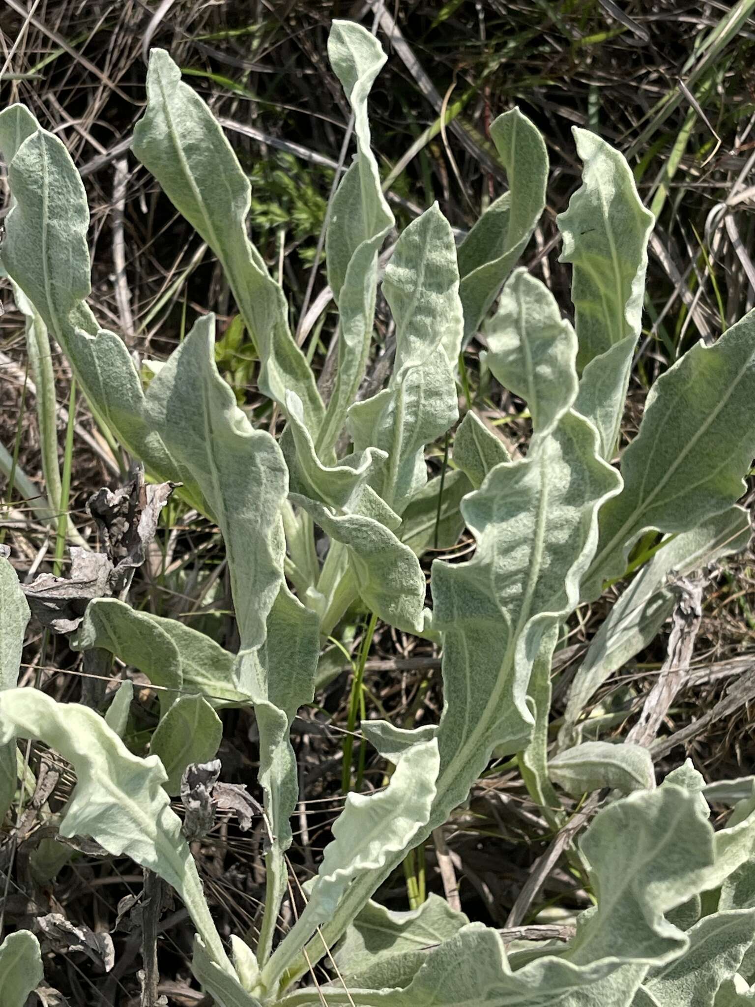 Слика од Helichrysum acutatum DC.