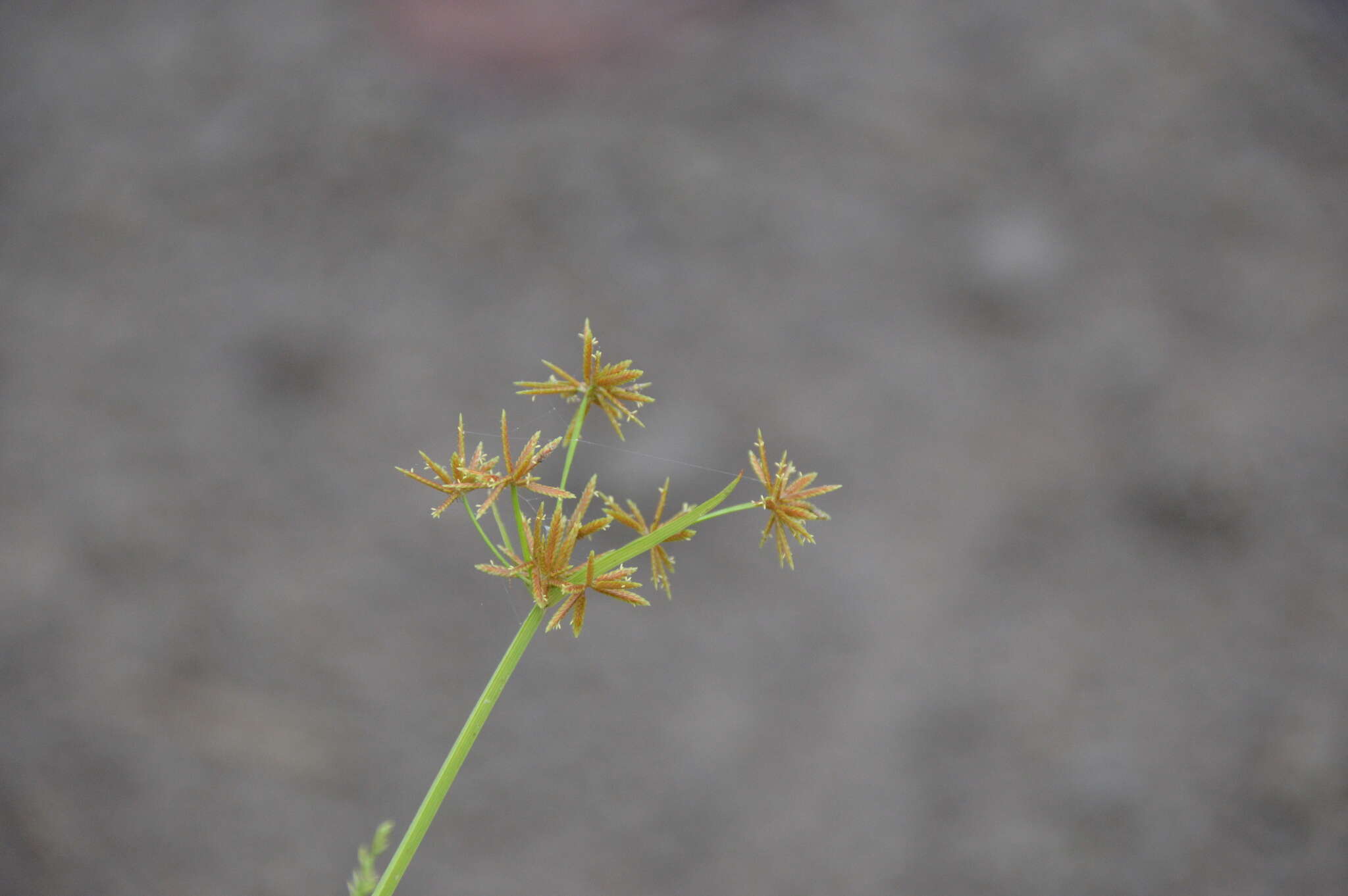 Image of haspan flatsedge