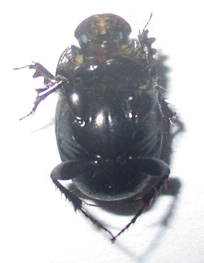 Imagem de Euonthophagus carbonarius (Klug 1855)