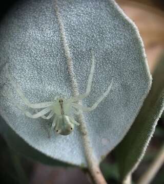 Image of Red-tipped Crab Spider