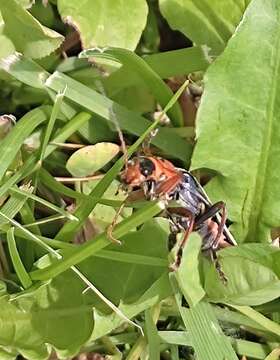 Image of <i>Cantharis annularis</i>