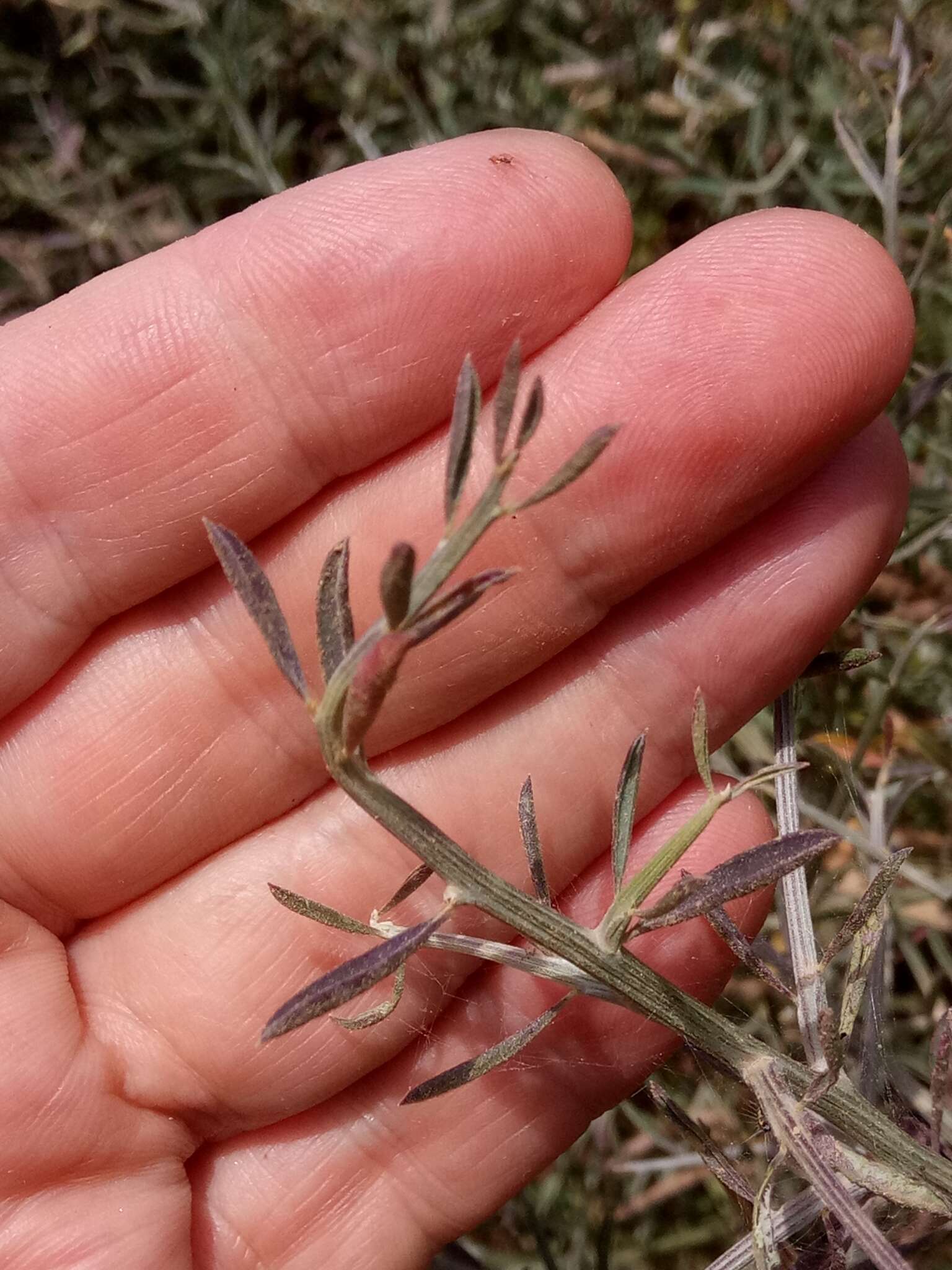 Imagem de Genista ferox Poir.