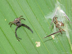 Imagem de Strophius albofasciatus Mello-Leitão 1929