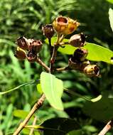 Image of Broad-leaved Apple