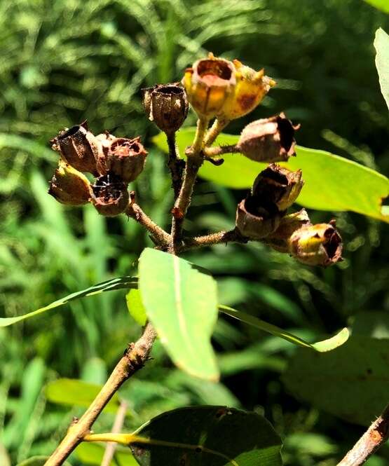 Image of Broad-leaved Apple