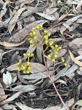 صورة Corymbia eximia (Schauer) K. D. Hill & L. A. S. Johnson