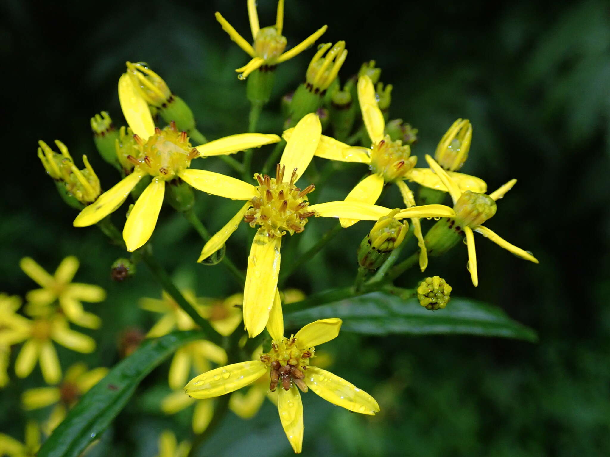 Plancia ëd Senecio morrisonensis var. dentatus Kitam.