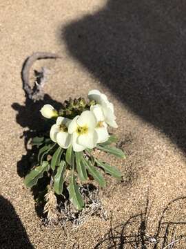 Image of Erysimum concinnum Eastw.