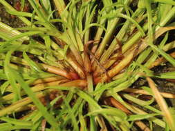 Image of Cyperus michelianus (L.) Delile